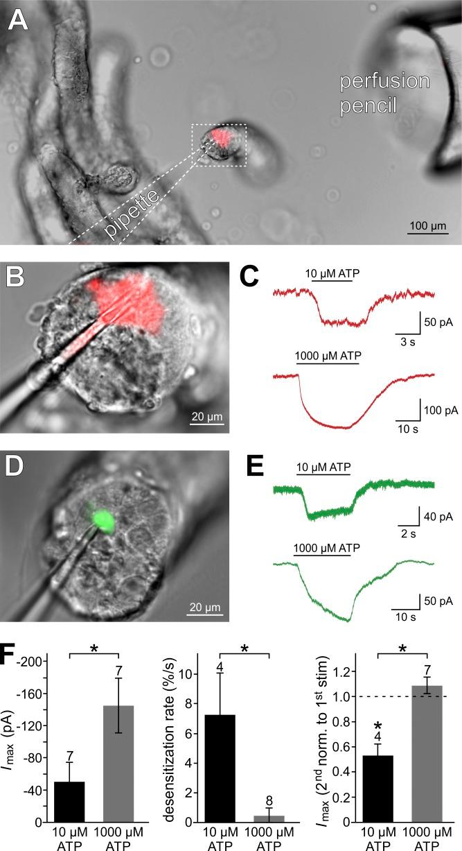 https://cdn.ncbi.nlm.nih.gov/pmc/blobs/cad8/5004339/e9a53e962e80/JGP_201611636_Fig8.jpg