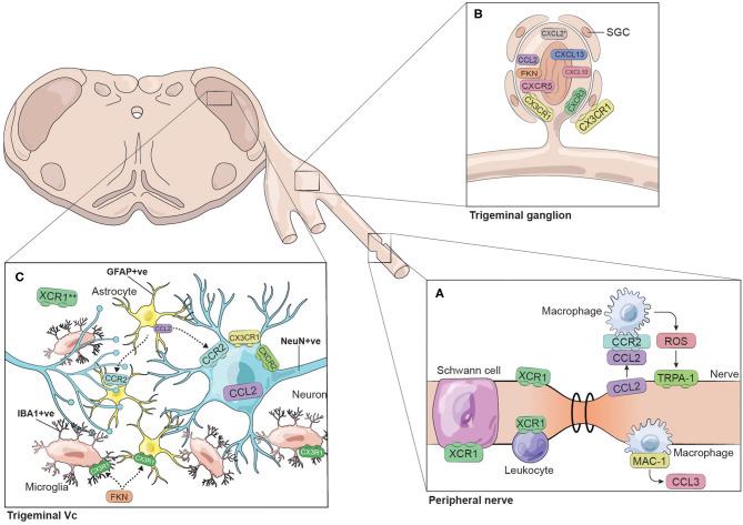 https://cdn.ncbi.nlm.nih.gov/pmc/blobs/cad8/8915704/4e1c9de4739b/fpain-02-689314-g0001.jpg