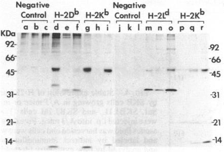 https://cdn.ncbi.nlm.nih.gov/pmc/blobs/cadc/299595/3f0eb2461095/pnas00338-0450-a.jpg