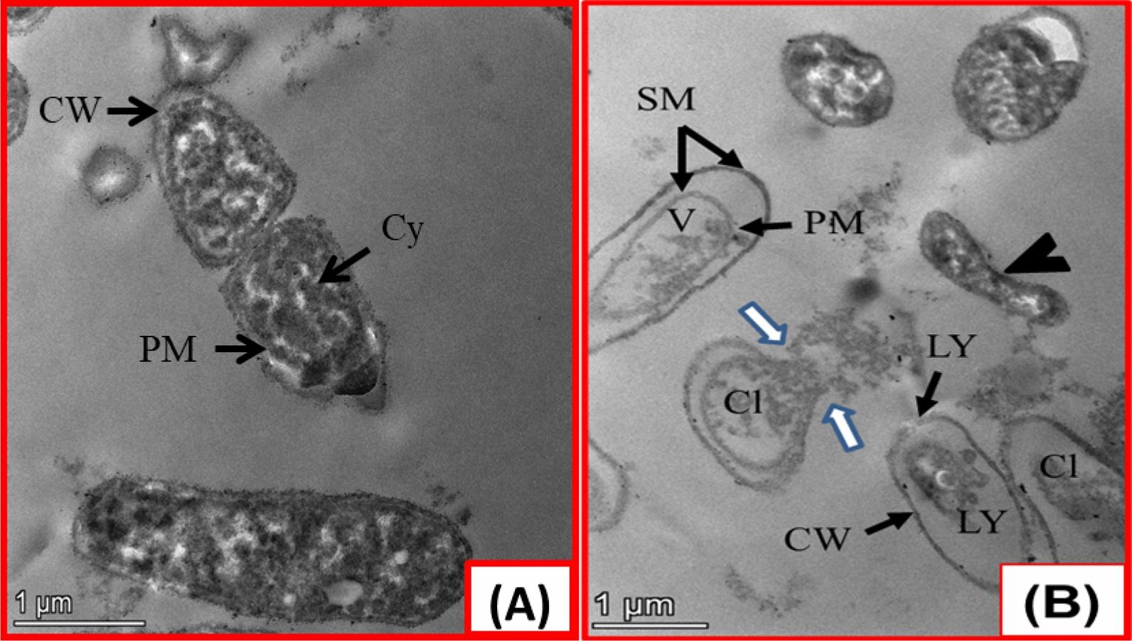 https://cdn.ncbi.nlm.nih.gov/pmc/blobs/cadd/10874576/57992489ee20/13065_2024_1138_Fig12_HTML.jpg