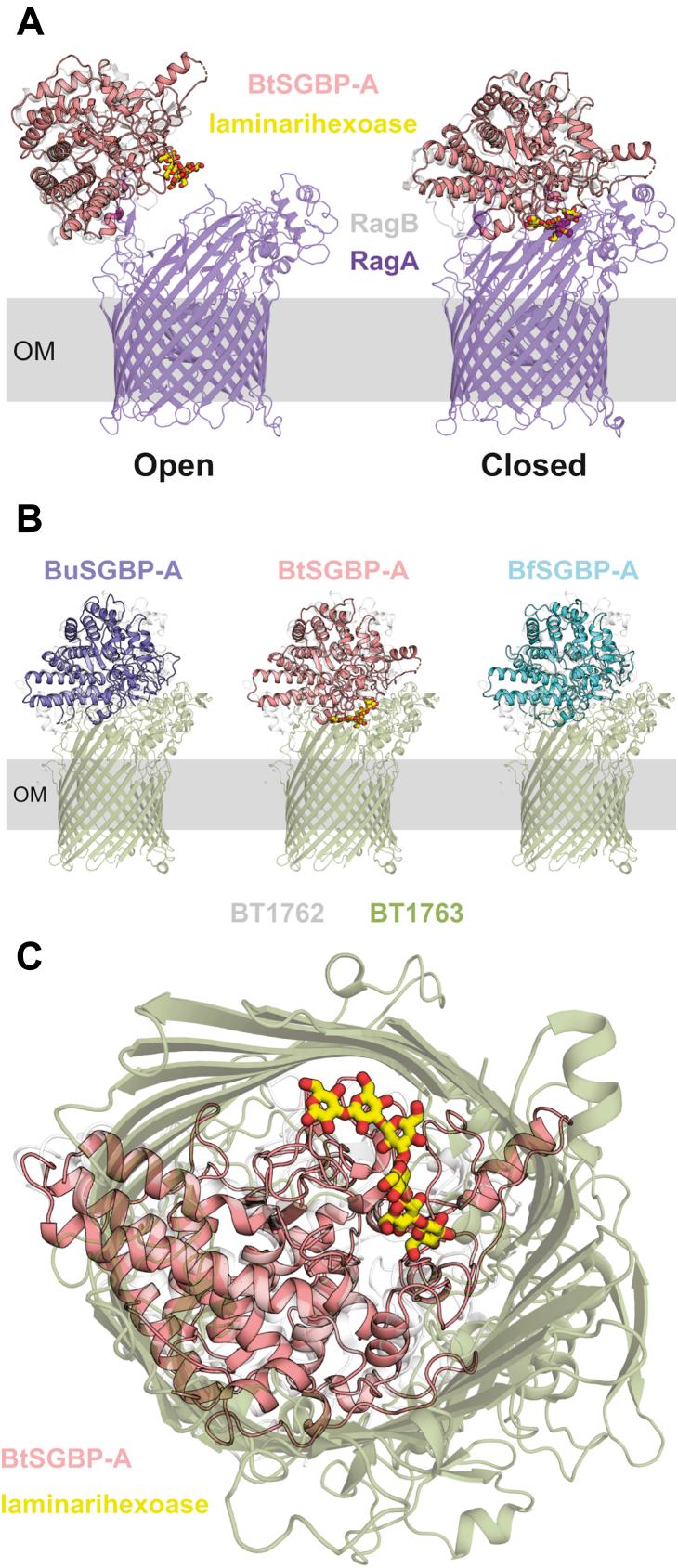 https://cdn.ncbi.nlm.nih.gov/pmc/blobs/cae0/7974029/a04ac252a064/gr6.jpg