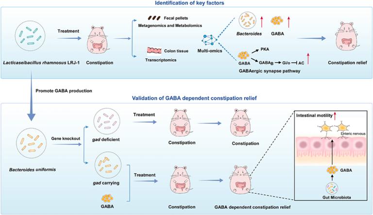 https://cdn.ncbi.nlm.nih.gov/pmc/blobs/cae1/11605182/fd9607ad1a29/ga1.jpg