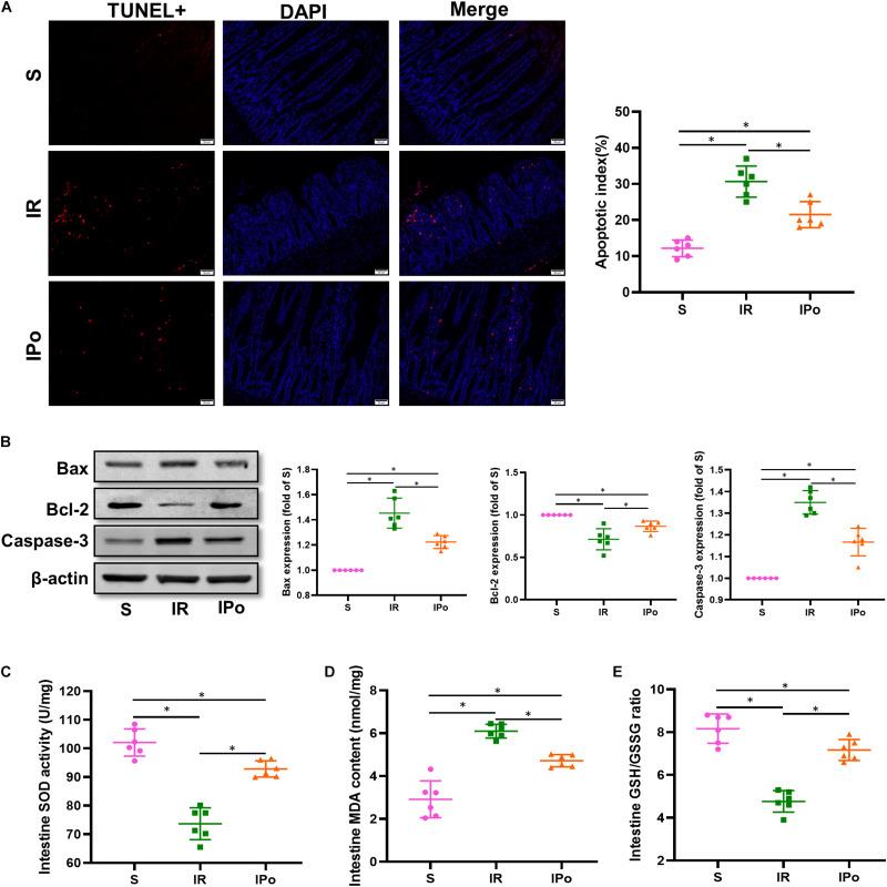 https://cdn.ncbi.nlm.nih.gov/pmc/blobs/cae1/8119885/a2cac0f9c7c9/fmolb-08-655619-g003.jpg