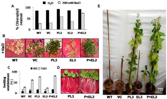 https://cdn.ncbi.nlm.nih.gov/pmc/blobs/cae3/5364135/a51950185d31/fpls-08-00364-g002.jpg