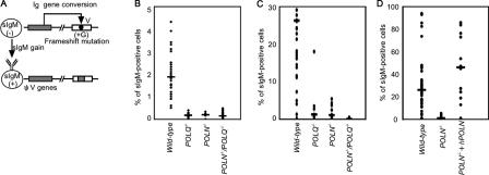 https://cdn.ncbi.nlm.nih.gov/pmc/blobs/cae4/2894443/00b136bf84f2/JCB_200912012R_GS_Fig4.jpg
