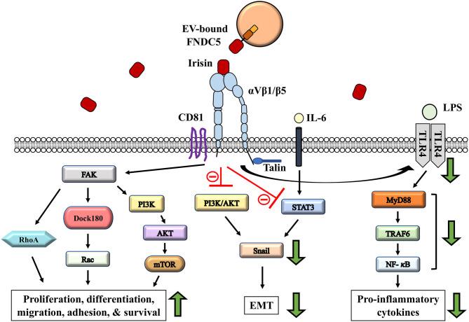 https://cdn.ncbi.nlm.nih.gov/pmc/blobs/cae4/7892973/205c531df8dc/fcell-09-634853-g0002.jpg