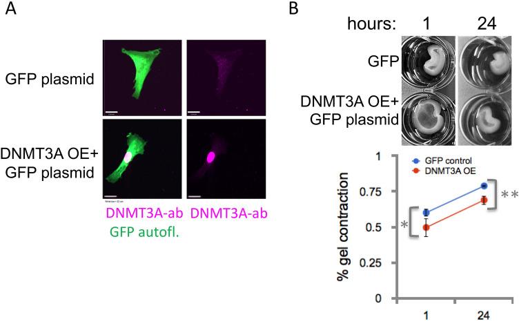 https://cdn.ncbi.nlm.nih.gov/pmc/blobs/cae5/8397724/511eedb6ffda/41598_2021_96155_Fig4_HTML.jpg