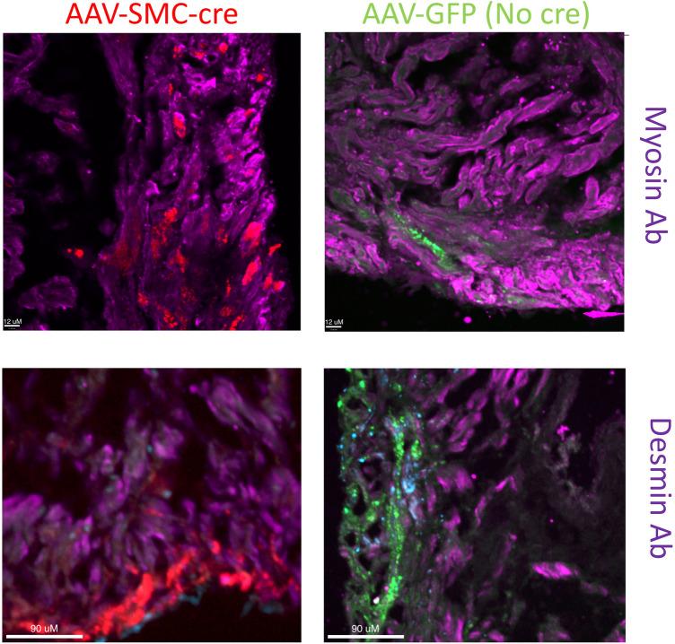 https://cdn.ncbi.nlm.nih.gov/pmc/blobs/cae5/8397724/bcca5767b4eb/41598_2021_96155_Fig6_HTML.jpg