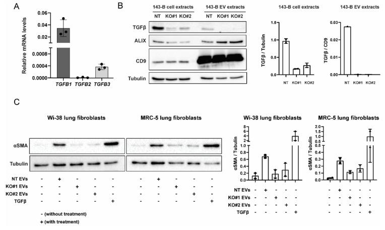 https://cdn.ncbi.nlm.nih.gov/pmc/blobs/cae8/7432951/0ef82cc15724/ijms-21-05451-g005.jpg
