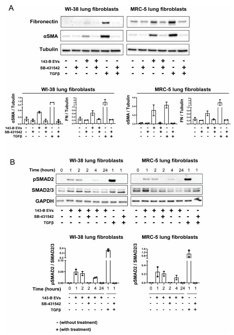 https://cdn.ncbi.nlm.nih.gov/pmc/blobs/cae8/7432951/2c80f76455fc/ijms-21-05451-g004.jpg