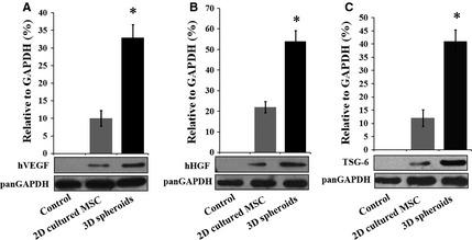 https://cdn.ncbi.nlm.nih.gov/pmc/blobs/caee/4929304/9389db864972/JCMM-20-1203-g006.jpg