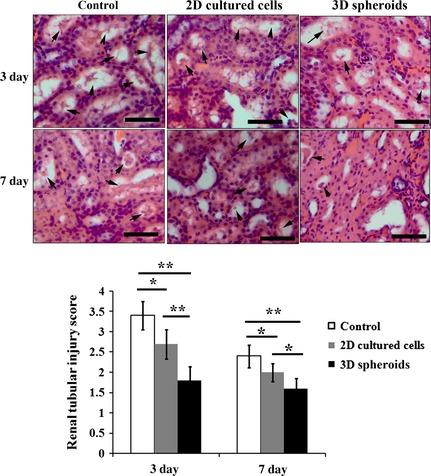 https://cdn.ncbi.nlm.nih.gov/pmc/blobs/caee/4929304/9b55827e00a3/JCMM-20-1203-g009.jpg