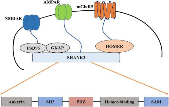 https://cdn.ncbi.nlm.nih.gov/pmc/blobs/caf0/9948097/e2fa11d5d044/fnmol-16-1128974-g001.jpg