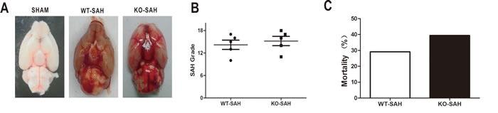 https://cdn.ncbi.nlm.nih.gov/pmc/blobs/caf2/5302894/0d19563e8397/oncotarget-07-56030-g001.jpg
