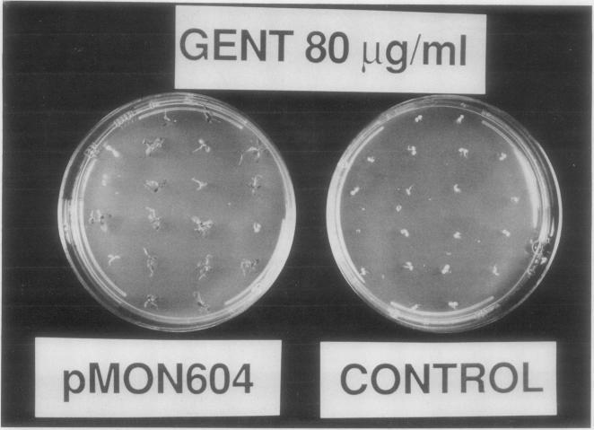 https://cdn.ncbi.nlm.nih.gov/pmc/blobs/caf5/1054654/08fba6674af4/plntphys00625-0246-a.jpg
