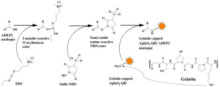 https://cdn.ncbi.nlm.nih.gov/pmc/blobs/caf5/10886425/c4395fa81eb2/antibiotics-13-00183-sch002.jpg