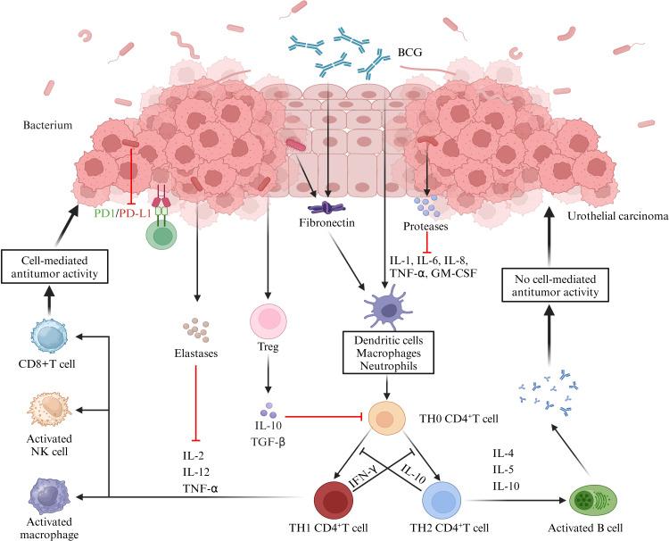 https://cdn.ncbi.nlm.nih.gov/pmc/blobs/caf6/11655508/0ffb7766b6ae/fimmu-15-1507355-g002.jpg