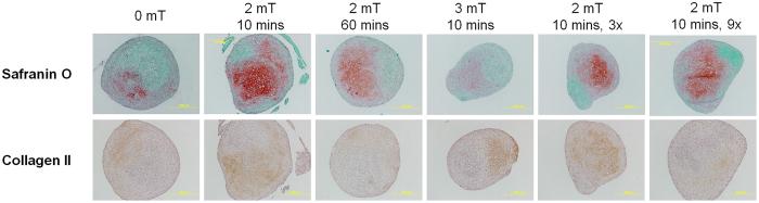 https://cdn.ncbi.nlm.nih.gov/pmc/blobs/caf6/5572790/3abac9441daf/41598_2017_9892_Fig3_HTML.jpg