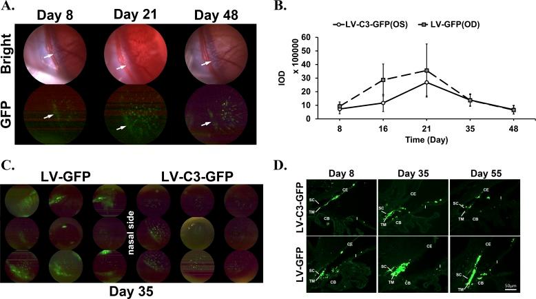 https://cdn.ncbi.nlm.nih.gov/pmc/blobs/caf6/6187949/d8e4ad2d193d/i1552-5783-59-12-4937-f03.jpg