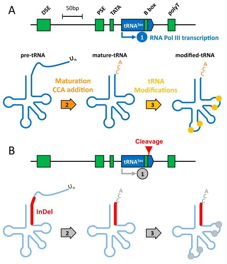 https://cdn.ncbi.nlm.nih.gov/pmc/blobs/caf8/6627462/0b6de7207bfb/cells-08-00574-g002.jpg
