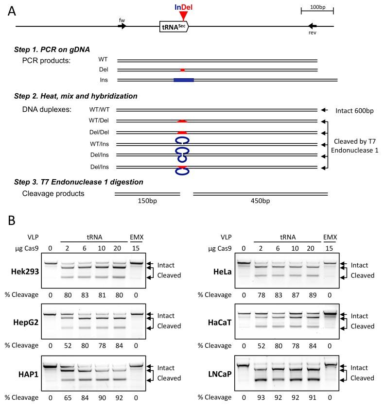https://cdn.ncbi.nlm.nih.gov/pmc/blobs/caf8/6627462/189209a72fc4/cells-08-00574-g003.jpg
