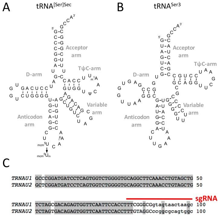 https://cdn.ncbi.nlm.nih.gov/pmc/blobs/caf8/6627462/5124faf6497b/cells-08-00574-g001.jpg