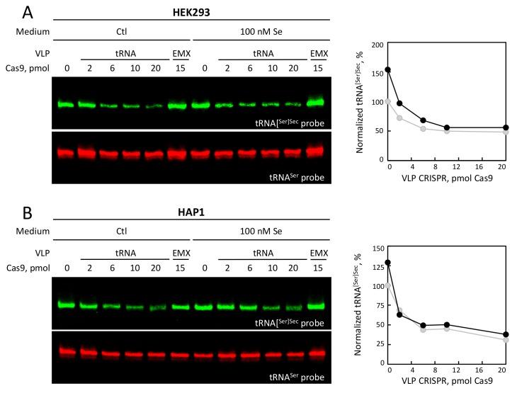 https://cdn.ncbi.nlm.nih.gov/pmc/blobs/caf8/6627462/69409f5309ae/cells-08-00574-g006.jpg