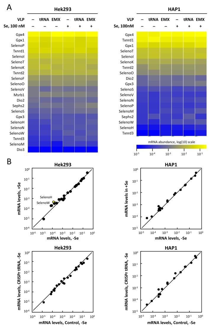 https://cdn.ncbi.nlm.nih.gov/pmc/blobs/caf8/6627462/a4c534e3eb4a/cells-08-00574-g008.jpg