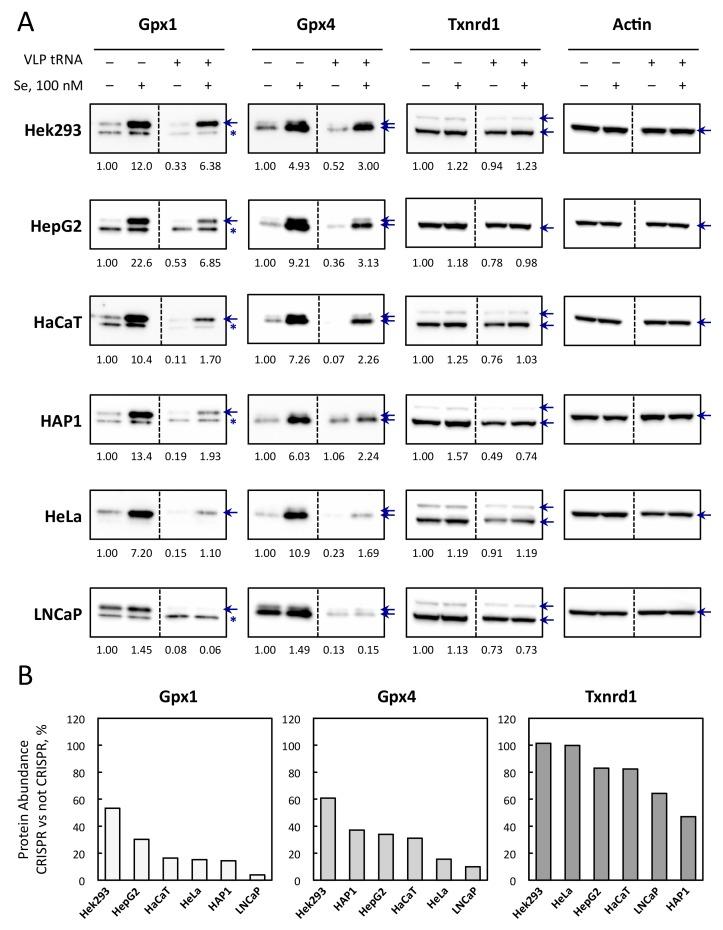 https://cdn.ncbi.nlm.nih.gov/pmc/blobs/caf8/6627462/c694441362bc/cells-08-00574-g007.jpg