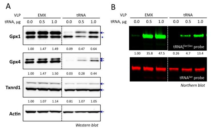 https://cdn.ncbi.nlm.nih.gov/pmc/blobs/caf8/6627462/fa8f415d1719/cells-08-00574-g009.jpg