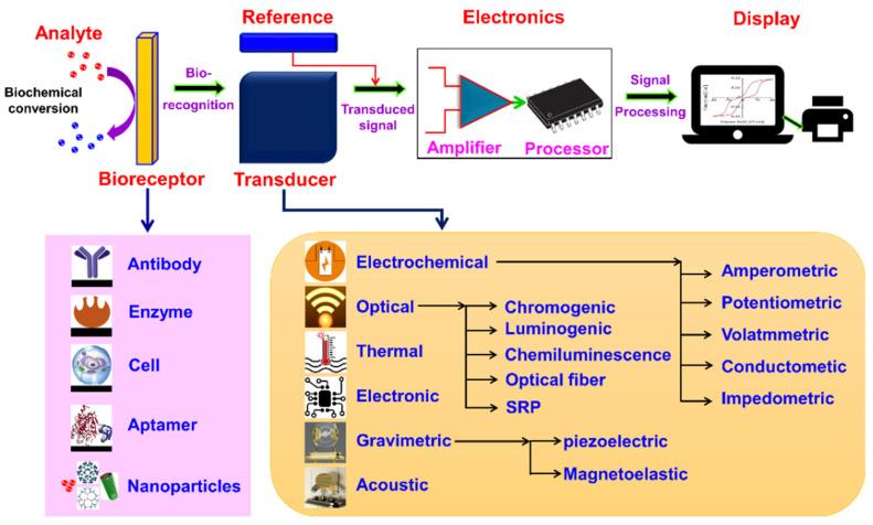 https://cdn.ncbi.nlm.nih.gov/pmc/blobs/caf9/12025047/8c42b2f800b1/biosensors-15-00222-g004.jpg