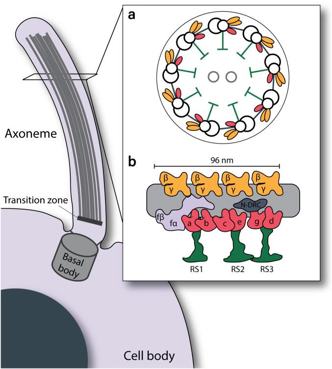 https://cdn.ncbi.nlm.nih.gov/pmc/blobs/cafa/12310455/bcbbdae3954b/fmolb-12-1593810-g001.jpg
