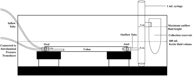 https://cdn.ncbi.nlm.nih.gov/pmc/blobs/cafa/7040375/b353ab598527/fphys-11-00109-g001.jpg