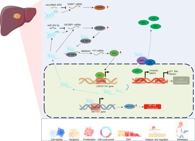 https://cdn.ncbi.nlm.nih.gov/pmc/blobs/cafb/10915649/4bcc9b8d628e/fonc-14-1265762-g004.jpg