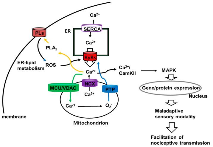 https://cdn.ncbi.nlm.nih.gov/pmc/blobs/cafb/7961837/16c6b870d805/ijms-22-02672-g006.jpg