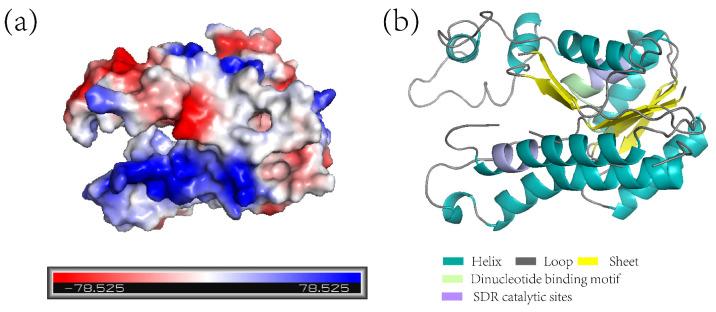 https://cdn.ncbi.nlm.nih.gov/pmc/blobs/caff/9181577/32a4ea7ea2e0/ijms-23-06032-g005.jpg