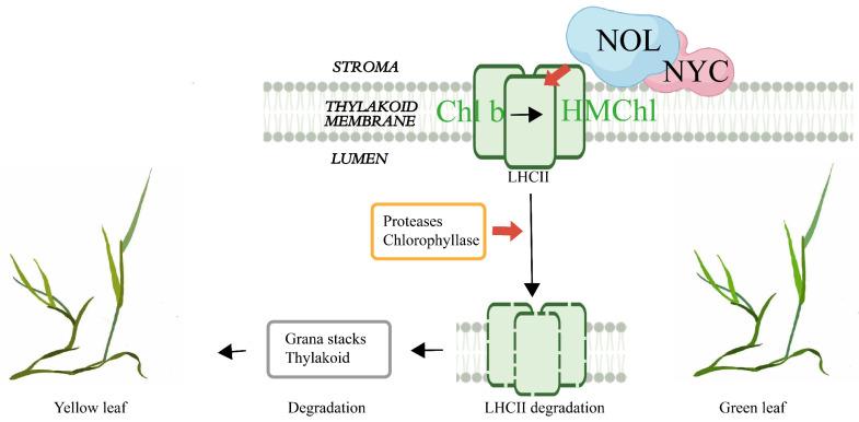 https://cdn.ncbi.nlm.nih.gov/pmc/blobs/caff/9181577/3c4acbfea769/ijms-23-06032-g014.jpg