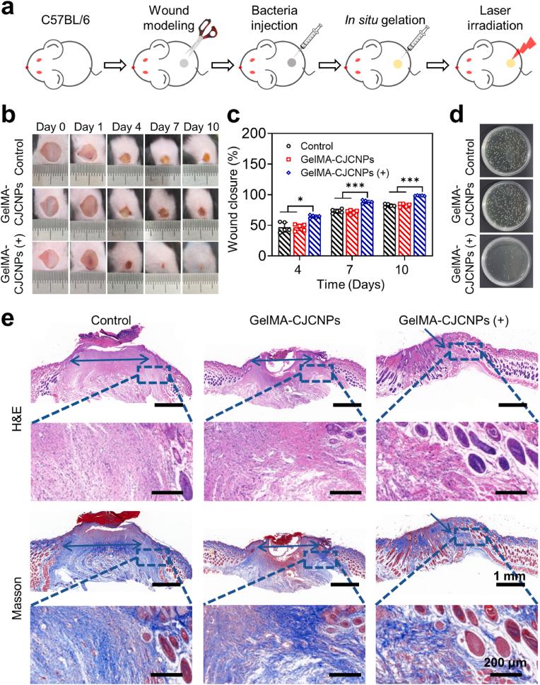 https://cdn.ncbi.nlm.nih.gov/pmc/blobs/cb03/11402546/63a933ed25e2/gr8.jpg