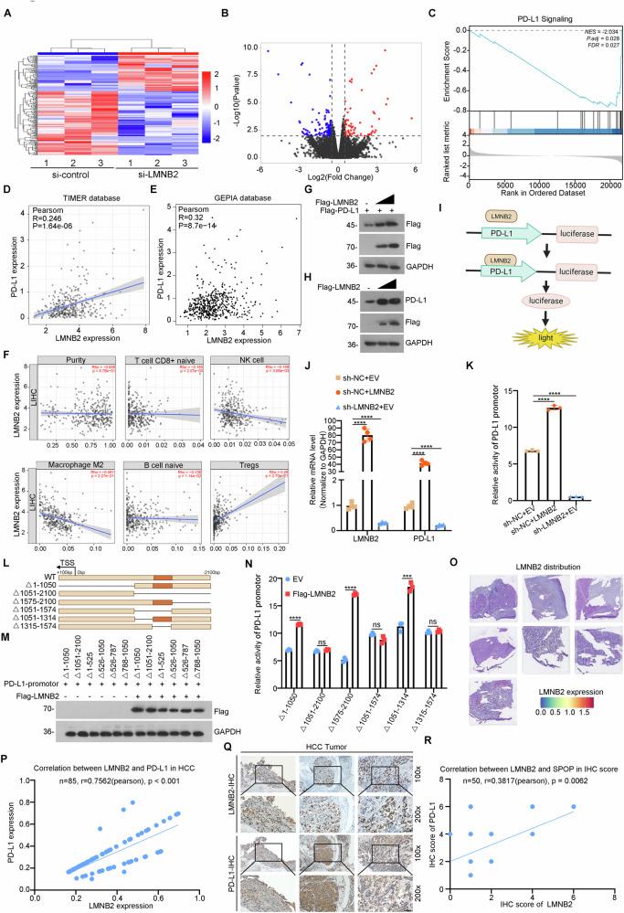 https://cdn.ncbi.nlm.nih.gov/pmc/blobs/cb05/12145441/a59d0a60db06/41420_2025_2540_Fig3_HTML.jpg