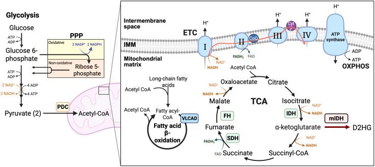 https://cdn.ncbi.nlm.nih.gov/pmc/blobs/cb05/12187904/319be3a23af3/gr1.jpg