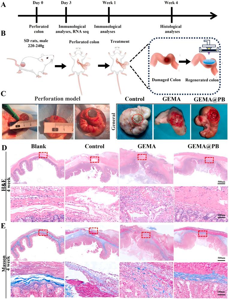 https://cdn.ncbi.nlm.nih.gov/pmc/blobs/cb0a/11950758/50f64c2f3f0d/gr7.jpg