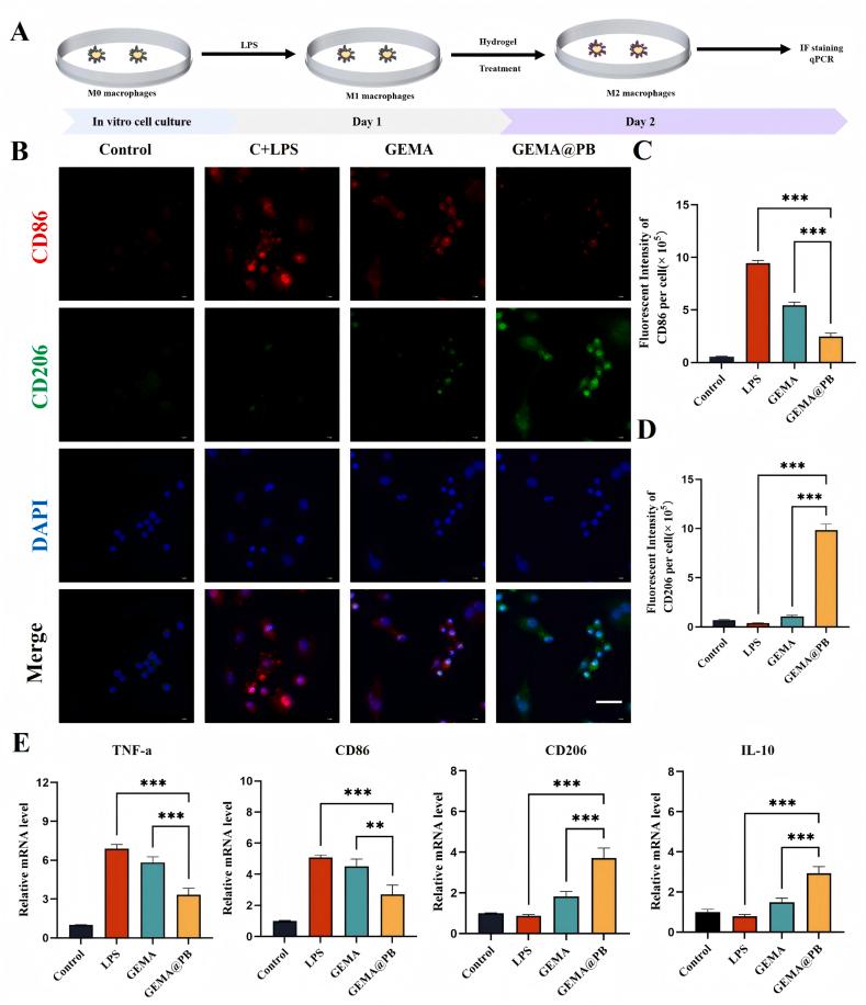 https://cdn.ncbi.nlm.nih.gov/pmc/blobs/cb0a/11950758/e67d255be2aa/gr6.jpg