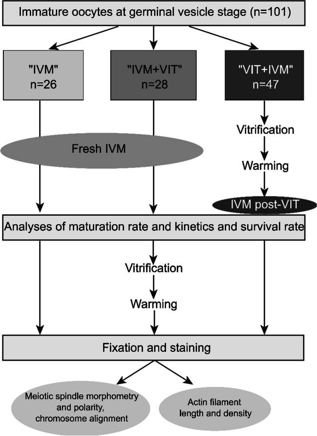 https://cdn.ncbi.nlm.nih.gov/pmc/blobs/cb0d/11392996/92b8656d78f8/43032_2024_1596_Fig1_HTML.jpg