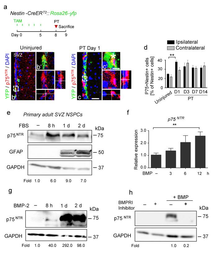https://cdn.ncbi.nlm.nih.gov/pmc/blobs/cb0f/8975773/42a27bec39c5/441_2021_3539_Fig4_HTML.jpg