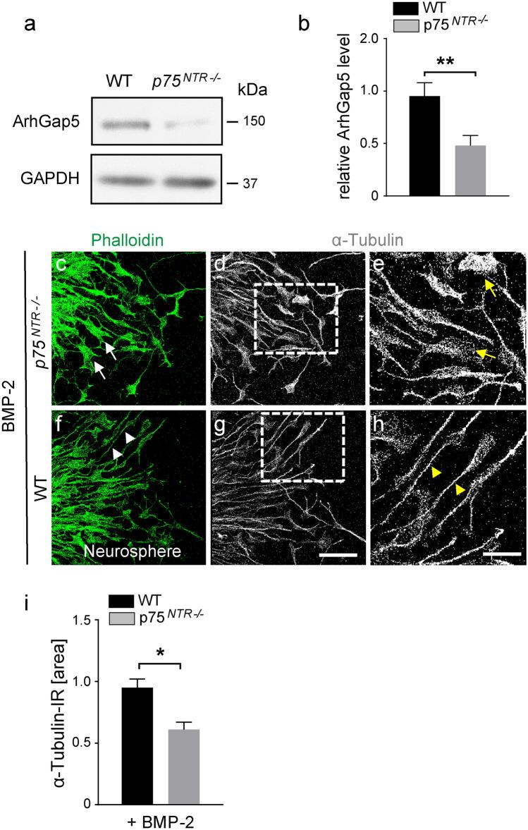 https://cdn.ncbi.nlm.nih.gov/pmc/blobs/cb0f/8975773/d890d72e964b/441_2021_3539_Fig6_HTML.jpg