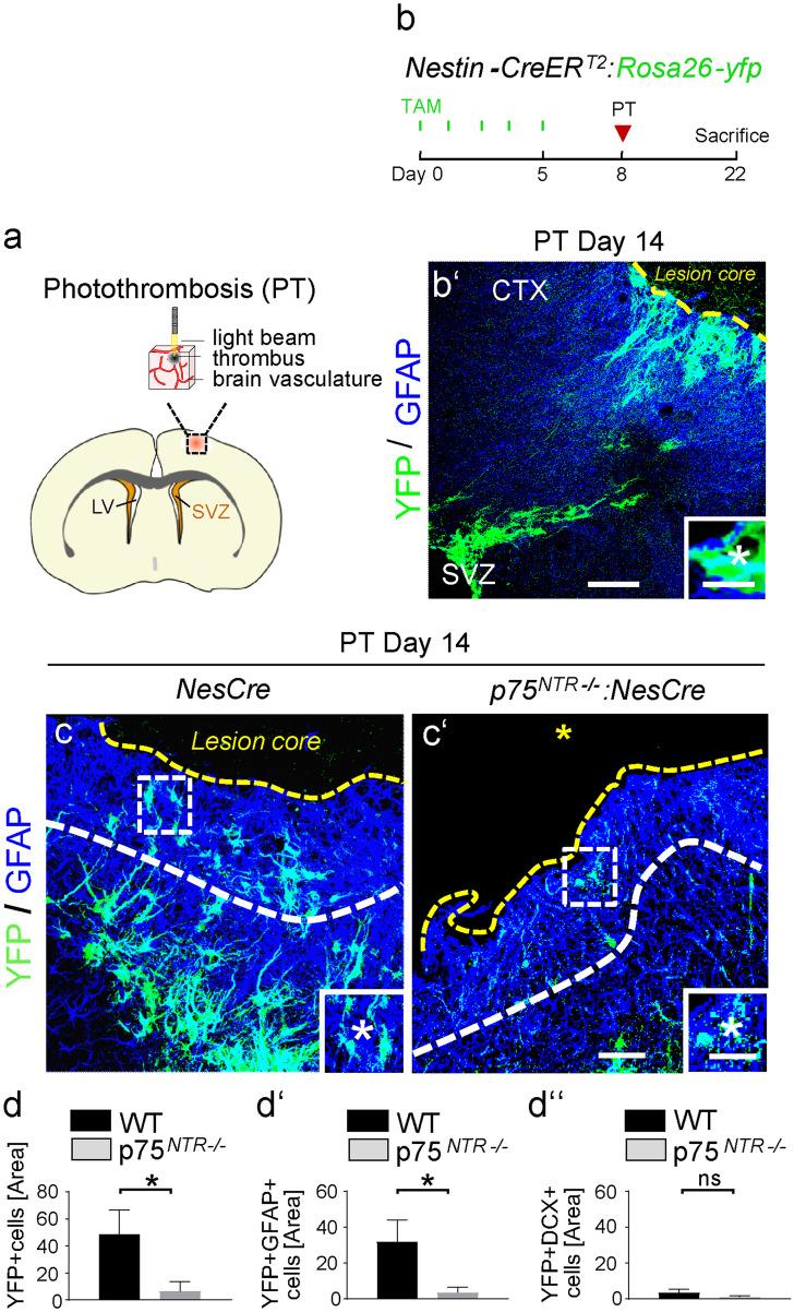 https://cdn.ncbi.nlm.nih.gov/pmc/blobs/cb0f/8975773/e4bfe23c87b7/441_2021_3539_Fig1_HTML.jpg