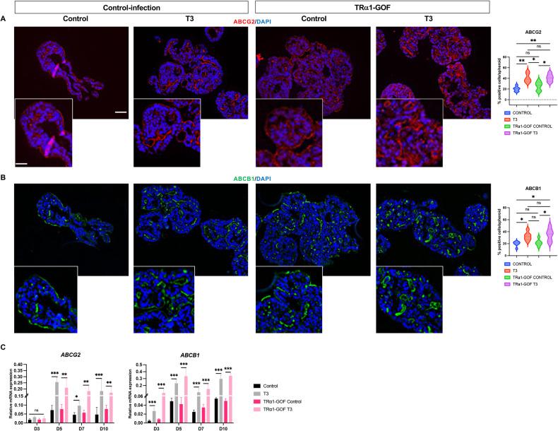 https://cdn.ncbi.nlm.nih.gov/pmc/blobs/cb12/11063186/3cdb1be029ac/41419_2024_6690_Fig5_HTML.jpg
