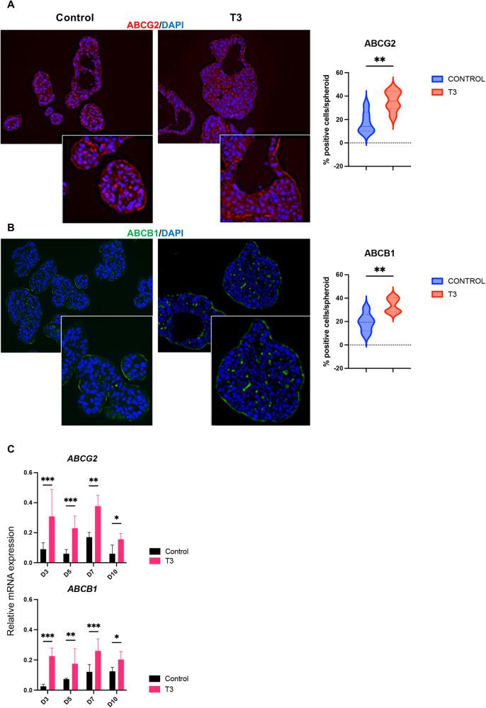 https://cdn.ncbi.nlm.nih.gov/pmc/blobs/cb12/11063186/557289939ff3/41419_2024_6690_Fig3_HTML.jpg