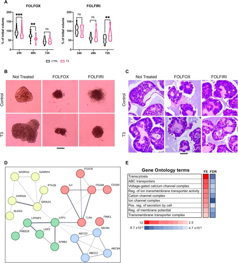 https://cdn.ncbi.nlm.nih.gov/pmc/blobs/cb12/11063186/dd5a7ae3d2b6/41419_2024_6690_Fig6_HTML.jpg
