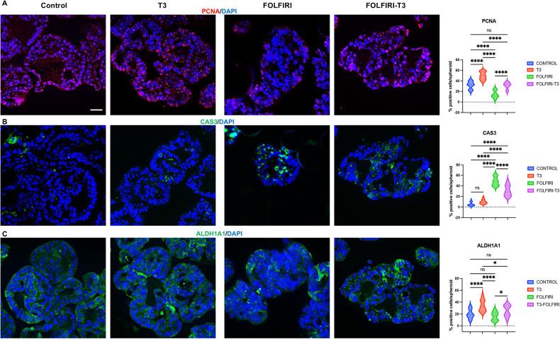 https://cdn.ncbi.nlm.nih.gov/pmc/blobs/cb12/11063186/f5c21fb9f7f1/41419_2024_6690_Fig7_HTML.jpg